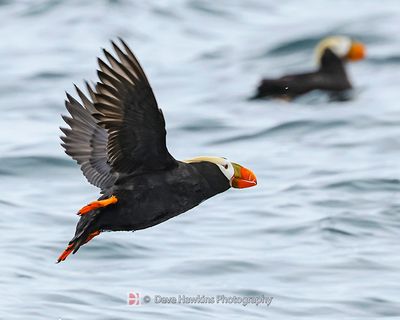 TUFTED PUFFIN