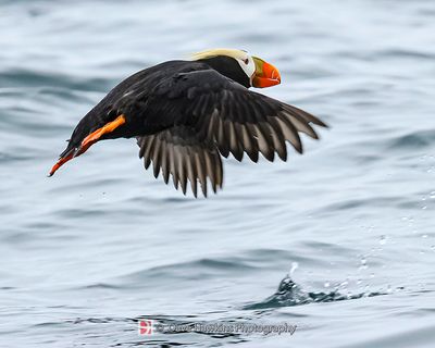 TUFTED PUFFIN