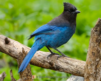 STELLER'S JAY