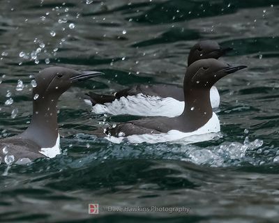 COMMON MURRE