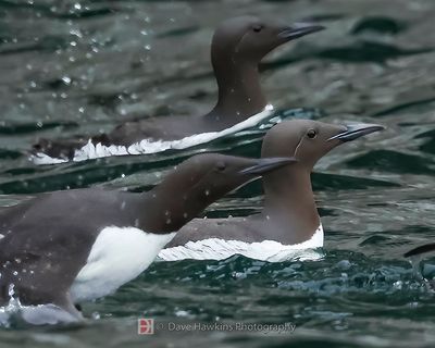 COMMON MURRE
