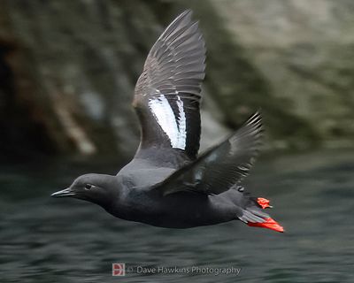 PIGEON GUILLEMOT