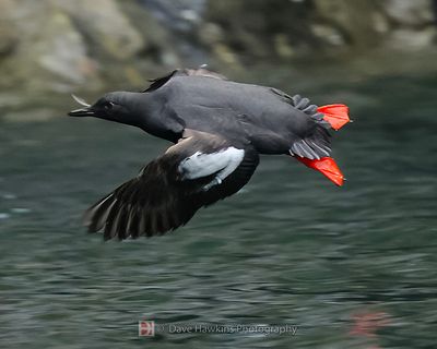 PIGEON GUILLEMOT