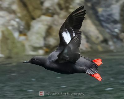 PIGEON GUILLEMOT