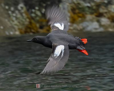PIGEON GUILLEMOT