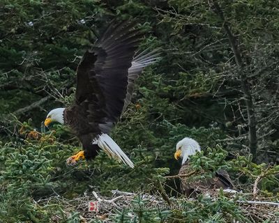 BALD EAGLE