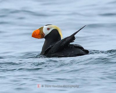 TUFTED PUFFIN