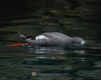 PIGEON GUILLEMOT