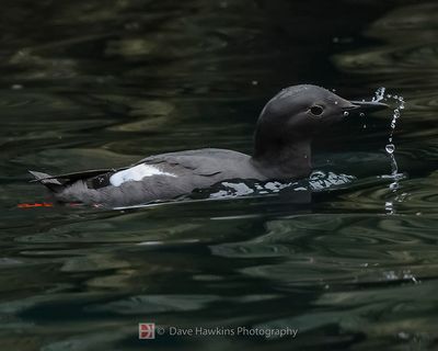 PIGEON GUILLEMOT