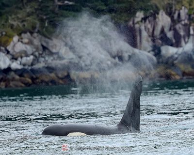 ORCA (Killer Whale)