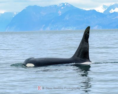 ORCA (Killer Whale)