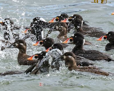 SURF SCOTERS