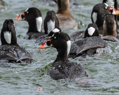 SURF SCOTER
