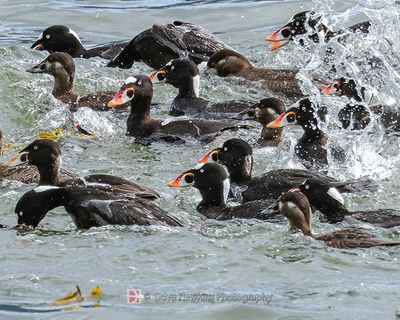 SURF SCOTER