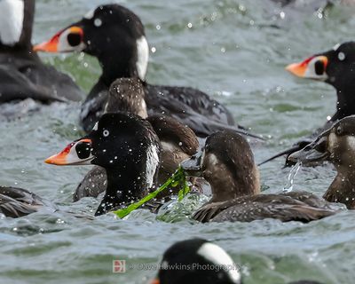 SURF SCOTER