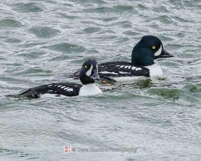 BARROW'S GOLDENEYE