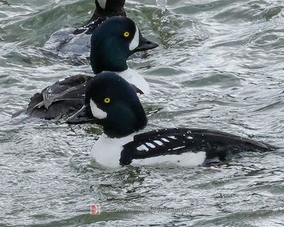 BARROW'S GOLDENEYE