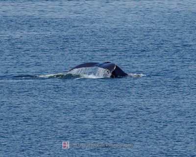 HUMPBACK WHALE