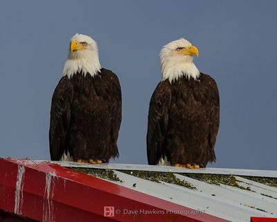 BALD EAGLE