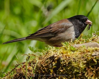 DARK-EYED JUNCO