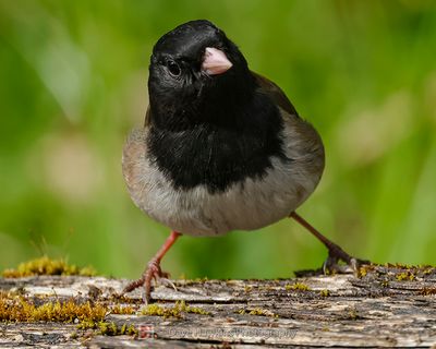 DARK-EYED JUNCO