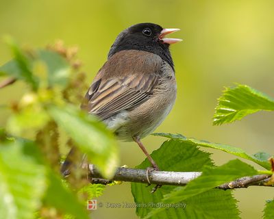 DARK-EYED JUNCO