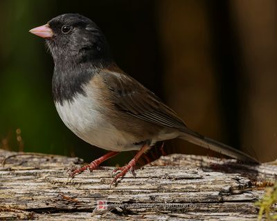 DARK-EYED JUNCO