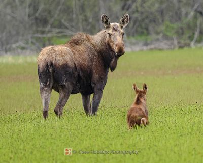 ALASKAN MOOSE AND CALF