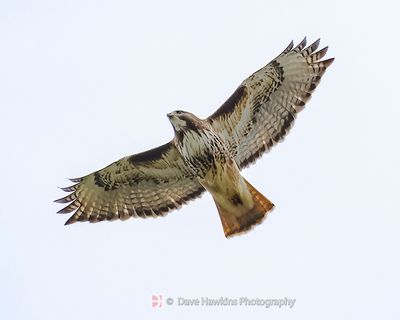 RED-TAILED HAWK