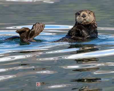 SEA OTTER