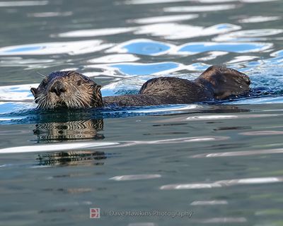 SEA OTTER