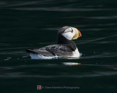 HORNED PUFFIN