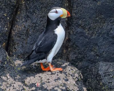 HORNED PUFFIN