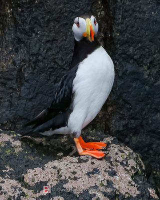 HORNED PUFFIN