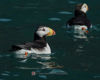 HORNED PUFFIN