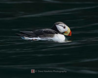 HORNED PUFFIN