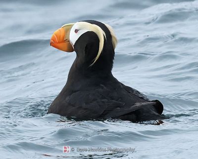 TUFTED PUFFIN