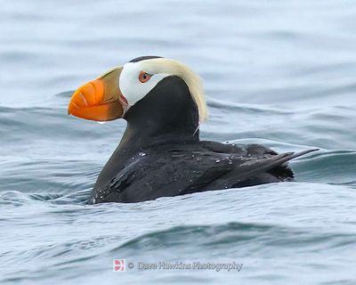 TUFTED PUFFIN