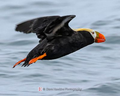 TUFTED PUFFIN