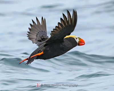 TUFTED PUFFIN