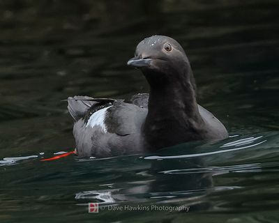 PIGEON GUILLEMOT
