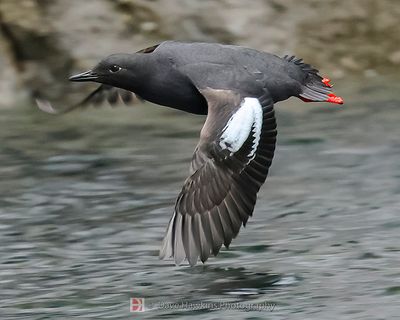 PIGEON GUILLEMOT