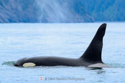 ALASKA