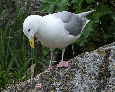 GLAUCOUS-WINGED GULL