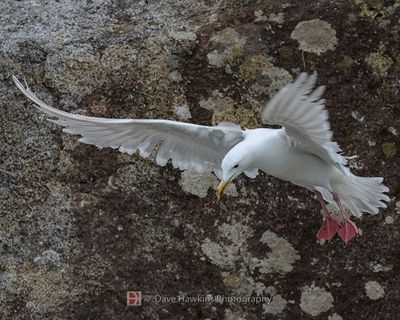 GLAUCOUS-WINGED GULL