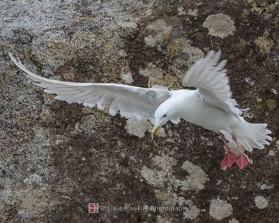 GLAUCOUS-WINGED GULL
