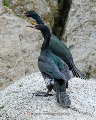 PELAGIC CORMORANT