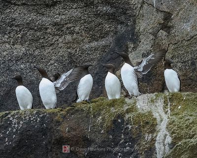 COMMON MURRE