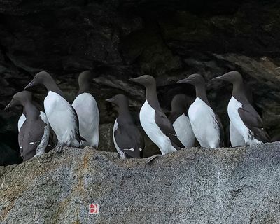 COMMON MURRE