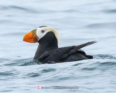 TUFTED PUFFIN